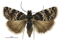 Tauroscopa notabilis (male). Crambidae: Crambinae. Endemic
