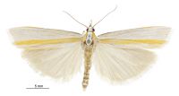 Orocrambus ephorus (male). Crambidae: Crambinae. Endemic
