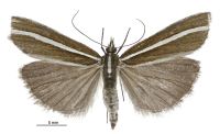 Orocrambus oppositus (male). Crambidae: Crambinae. Endemic