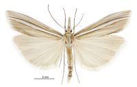 Orocrambus ordishi (male). Crambidae: Crambinae. Endemic