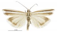 Orocrambus fugitivellus (male). Crambidae: Crambinae. Endemic