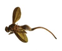 Fruit fly <em>Toxotrypana australis</em> a potential biocontrol agent for Moth Plant.