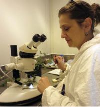 Biljana transferring mites onto plants with the aid of a microscope, as the mites are not visible to the naked eye.