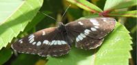 White admiral adult.