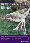 Buddleia leaf weevil. Image - Scion