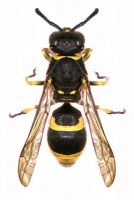 <b>European Tube wasps (<em>Ancistrocerus gazella</em>)</b>; but these are not as large and robust as <em>Vespula,</em> and have a different pattern of colouration on the abdomen.