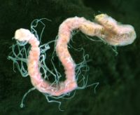 Oligochaete species 1 worm