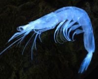 Sergestid estuarine shrimp, crustacean