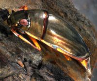 Gyrinid beetle