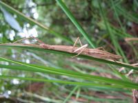 A female <em>Tectarchus huttoni</em> from Waiohine, Wairarapa. Image - T. Buckle