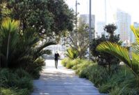 Figure 1. Rain gardens at Karanga Plaza, Auckland City intercept, retain and cleanse runoff from adjacent paved surfaces before discharge to the harbour. The rain gardens are functional landscaping using local plan.