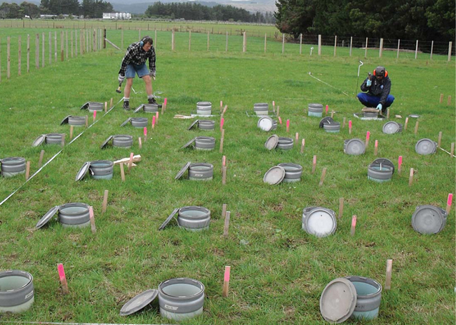 Figure 2. Static chambers are installed for field measurements of nitrous oxide emissions from plots treated with and without cattle urine, by Peter Berben (left) and Thilak Palmada.