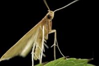 The <em>Thambotricha vates</em> moth. Image Bryce McQuillan 
