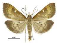 Mnesictena marmarina (male). Crambidae: Spilomelinae. Endemic