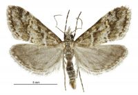 Argyria s.l. strophaea (male). Crambidae: [Unknown]. Endemic