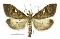 Mnesictena pantheropa (male). Crambidae: Spilomelinae. Endemic