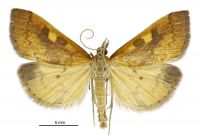 Mnesictena flavidalis (male). Crambidae: Spilomelinae. Endemic