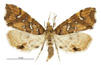 Musotima nitidalis (male). Crambidae: Musotiminae. Native