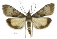 Uresiphita ornithopteralis (male). Crambidae: Pyraustinae. Adventive