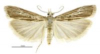 Eudonia atmogramma (male). Crambidae: Scopariinae. Endemic