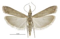 Eudonia leptalea (female). Crambidae: Scopariinae. Endemic
