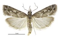 Eudonia ustiramis (male). Crambidae: Scopariinae. Endemic