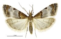 Antiscopa epicomia (female). Crambidae: Scopariinae. Endemic