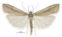 Scoparia s.l. panopla (male). Crambidae: Scopariinae. Endemic