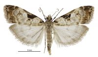 Scoparia acharis (male). Crambidae: Scopariinae. Endemic