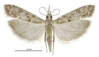 Eudonia leptalea (female). Crambidae: Scopariinae. Endemic