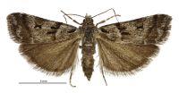 Eudonia organaea (male). Crambidae: Scopariinae. Endemic