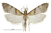 Antiscopa epicomia (male). Crambidae: Scopariinae. Endemic