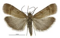 Scoparia ergatis (male). Crambidae: Scopariinae. Endemic