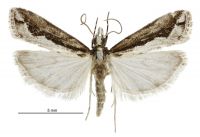 Eudonia steropaea (male). Crambidae: Scopariinae. Endemic