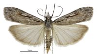 Scoparia s.l. indistinctalis (male). Crambidae: Scopariinae. Endemic