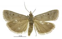 Scoparia s.l. cinefacta (male). Crambidae: Scopariinae. Endemic