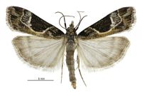 Eudonia melanaegis (male). Crambidae: Scopariinae. Endemic