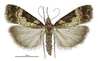 Scoparia parmifera (female). Crambidae: Scopariinae. Endemic