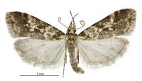 Eudonia characta (male). Crambidae: Scopariinae. Endemic
