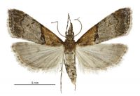 Antiscopa epicomia (female). Crambidae: Scopariinae. Endemic