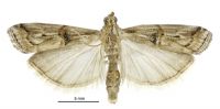 Pempelia genistella (male). Pyralidae: Phycitinae. Introduced for bio-control