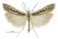 Kupea electilis (male). Crambidae: Crambinae. Endemic
