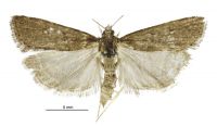 Eudonia oculata (Female). Crambidae: Scopariinae. 
