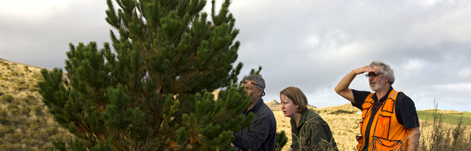 Searching for pines (Rowan Buxton)