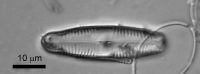 <em>Pinnularia barberiana</em>; image by Cathy Kilroy (NIWA)
