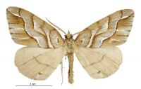 Chalastra aristarcha (male). Geometridae: Ennominae. 