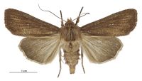 Tmetolophota micrastra (female). Noctuidae: Noctuinae. 