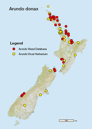 Locations of field giant reed records (shown in red) listed in the virtual herbarium – Department of Conservation