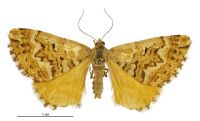 Asaphodes citroena (female). Geometridae: Larentiinae. 