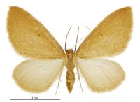 Epiphryne charidema autocharis (female). Geometridae: Larentiinae. 
